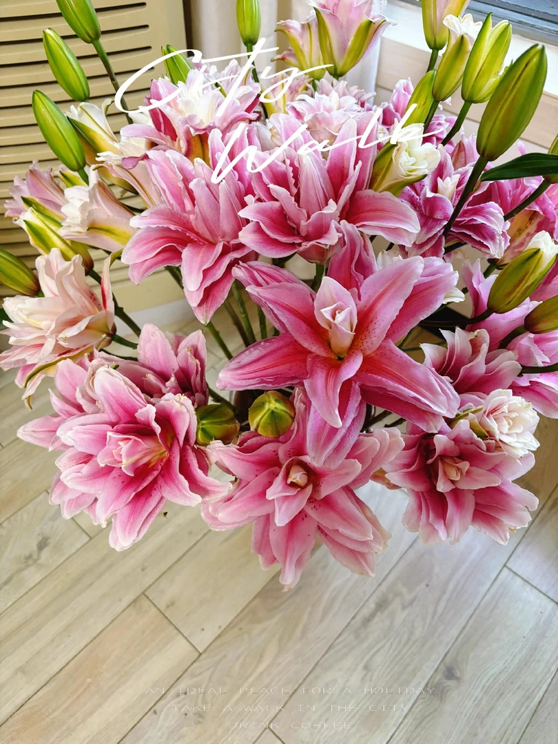 四季可种1颗《情歌》18/20重瓣香水百合花球