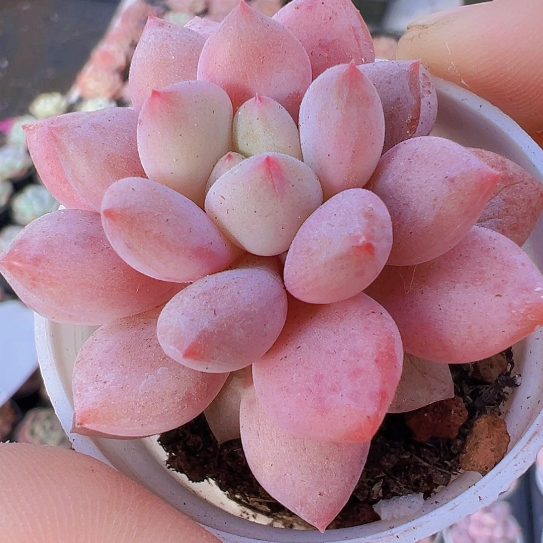 半夏19包邮多肉植物