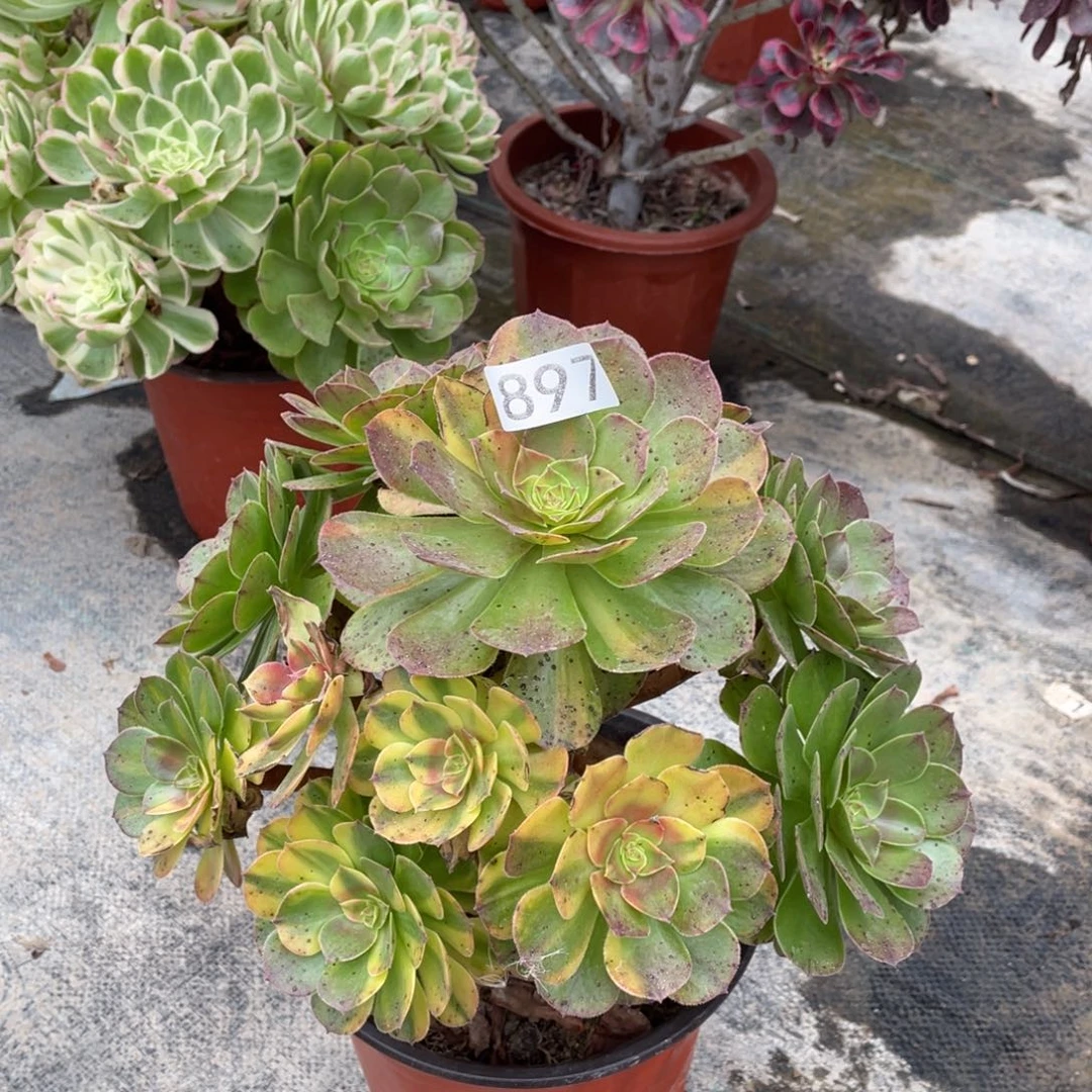 霓虹有断枝老桩捧花