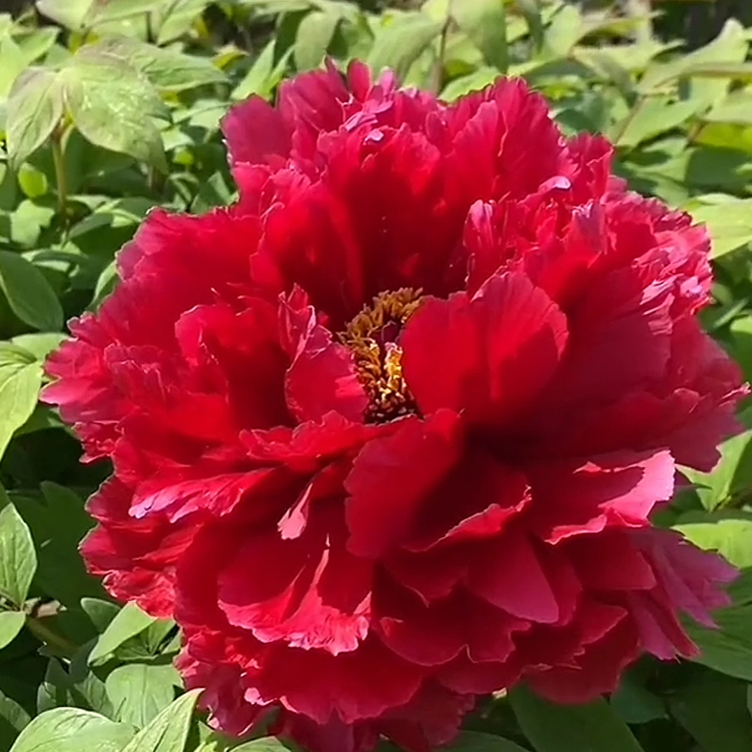 【芳纪】名品高货牡丹花苗庭院盆栽地栽，山东菏泽基地直发