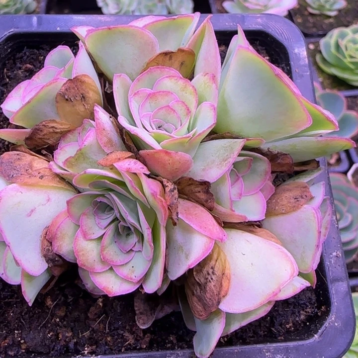 带2个缀化花球8.5厘米11343434343