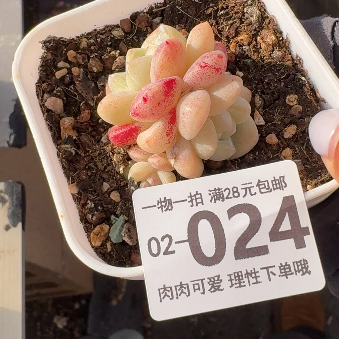 一***鹿冰玉无盆土发货无