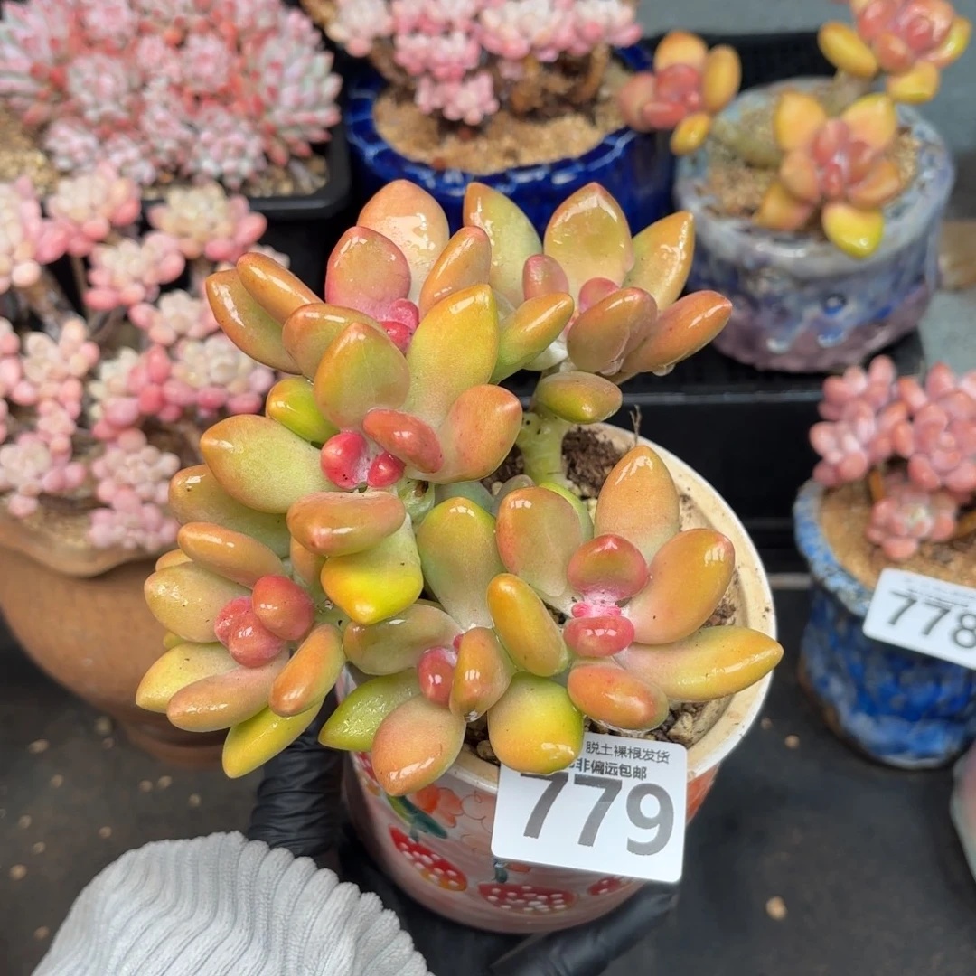 芒果Kk奶无盆土发货