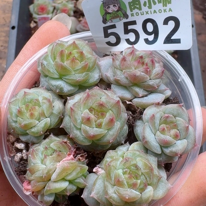 多肉植物多肉植物