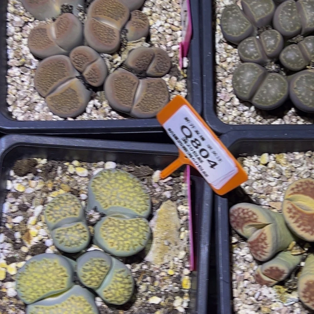 804 一物一拍，默认有伤，介意勿拍，不退不换