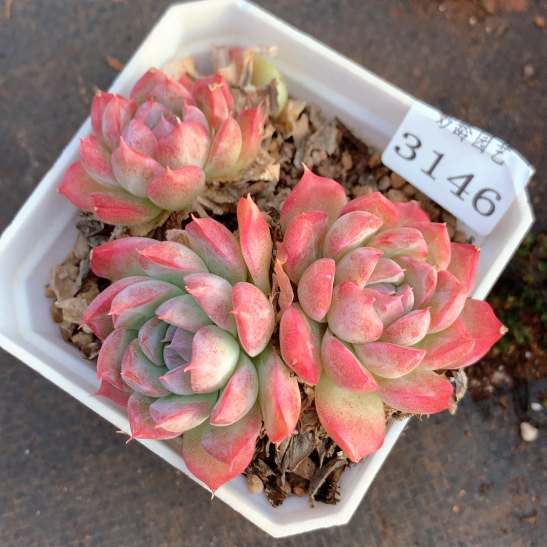 3146杂交多肉植物基地