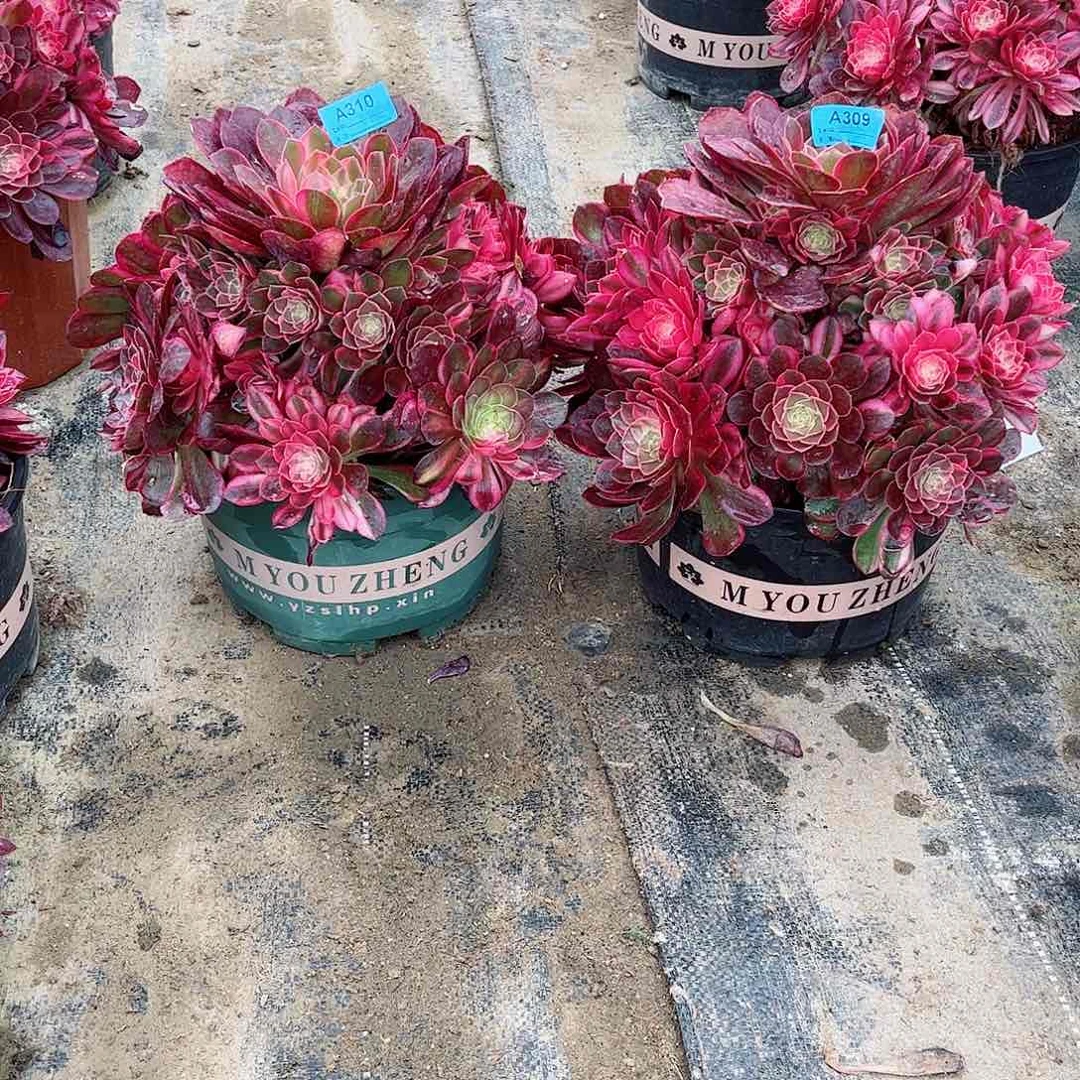 小****?多肉植物组合黑魔锦寄养310