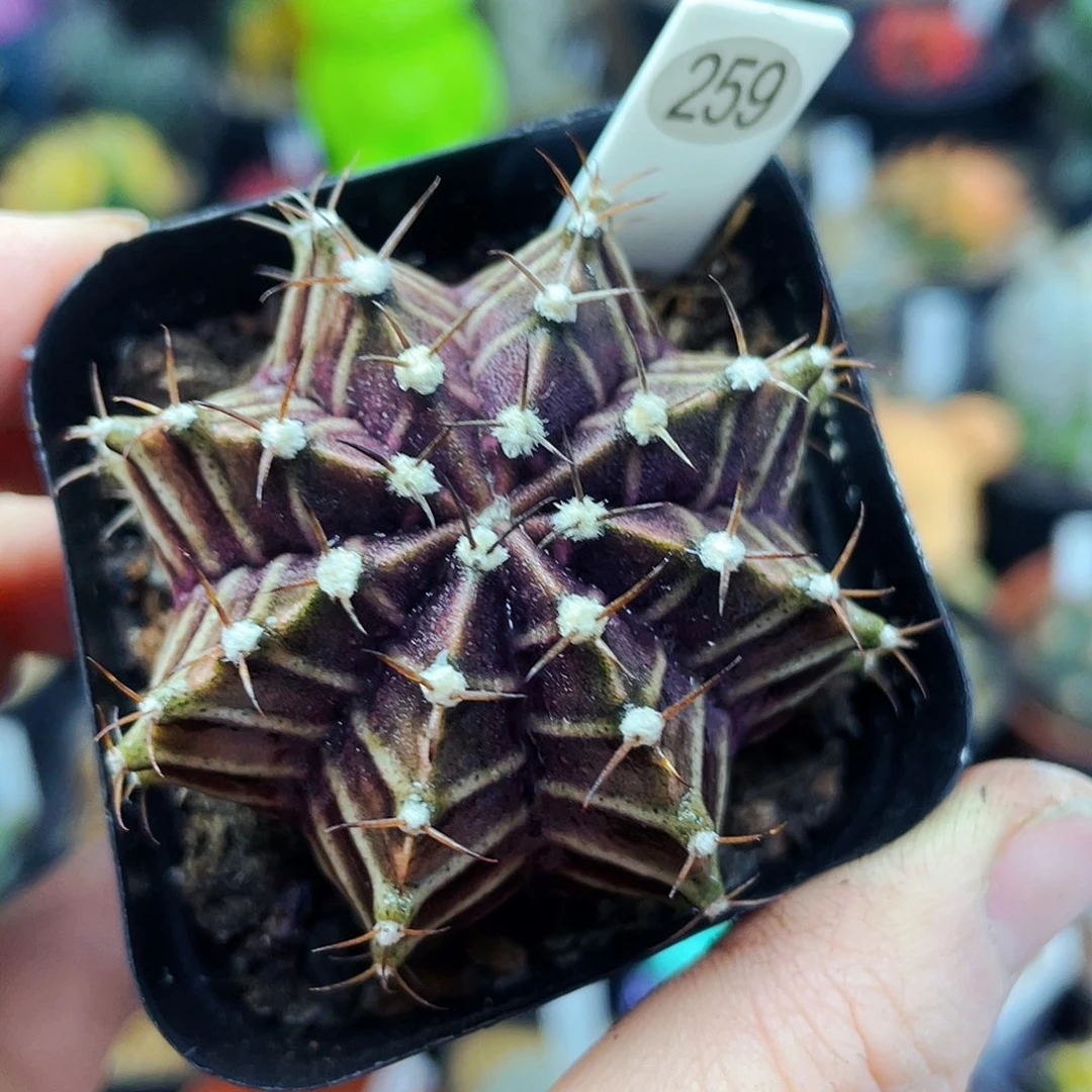 非偏远地区满25包邮仙人球