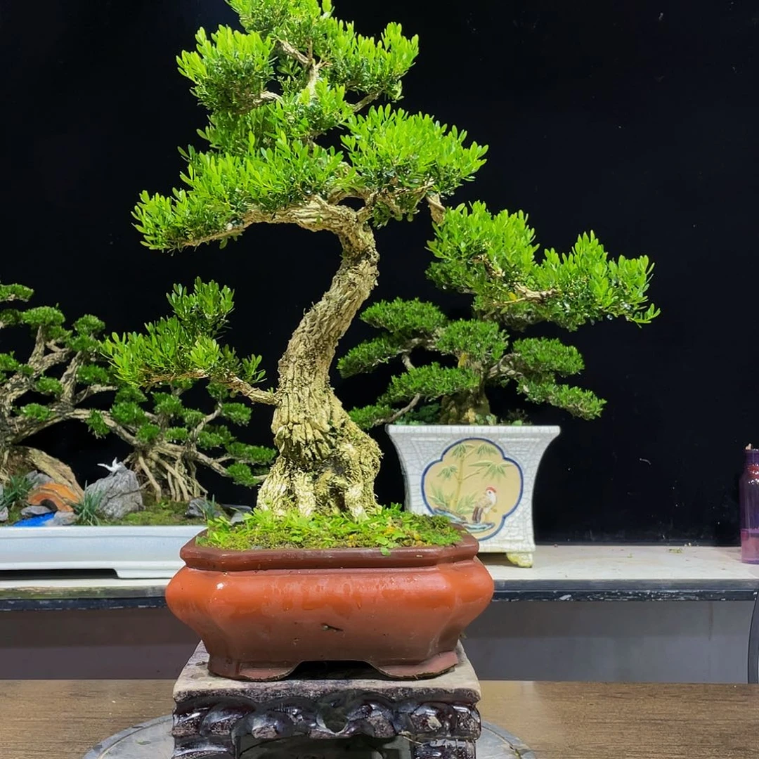 刘*黄杨盆景四季常青
