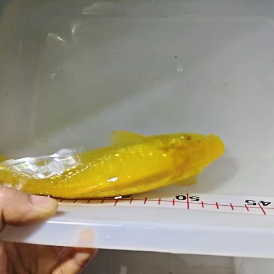 锦鲤鱼淡水观赏鱼