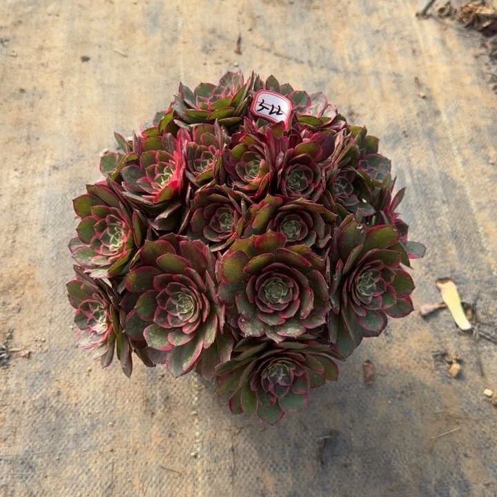 3-22粉花妖朵朵多肉植物