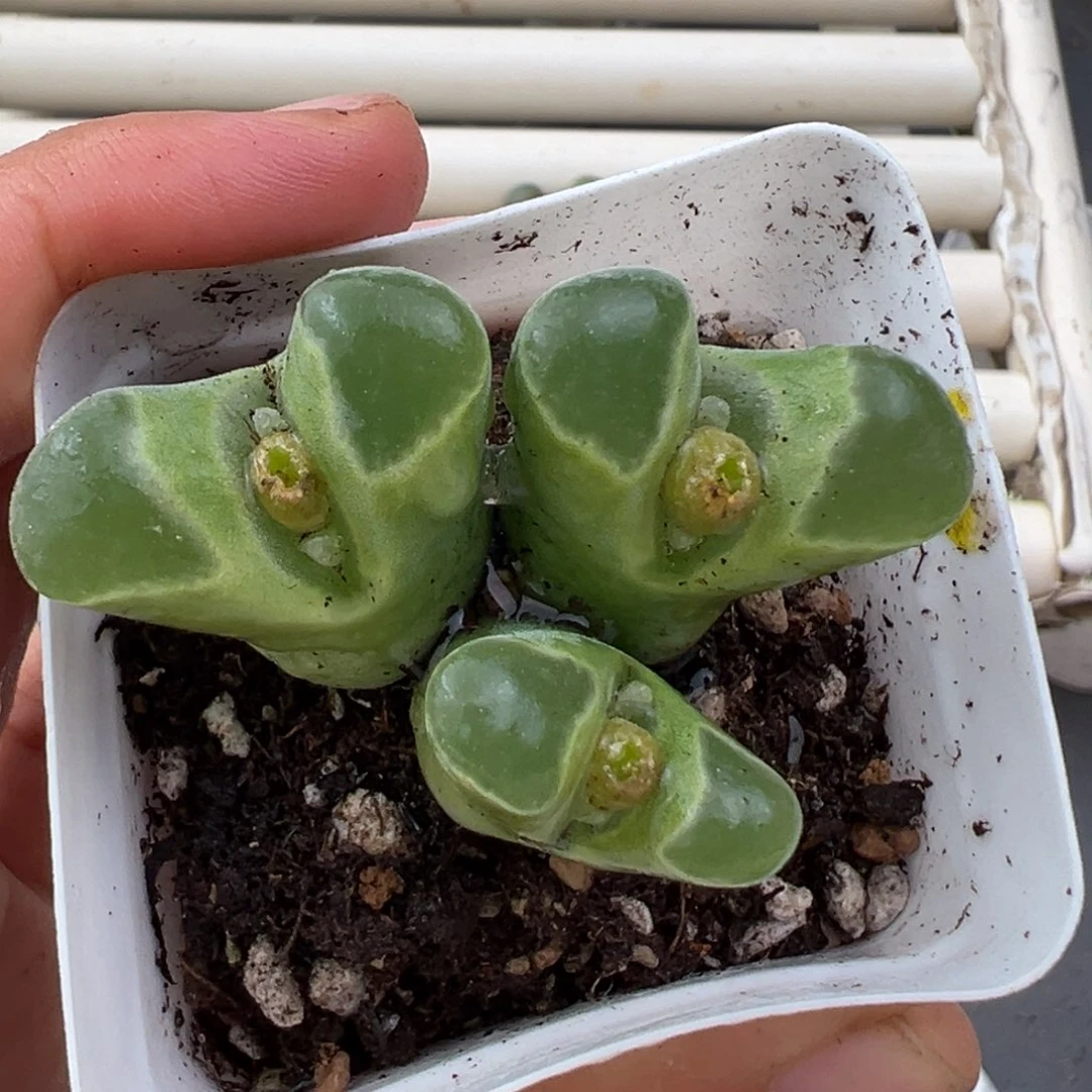 12.23好看的多肉脱土发货608