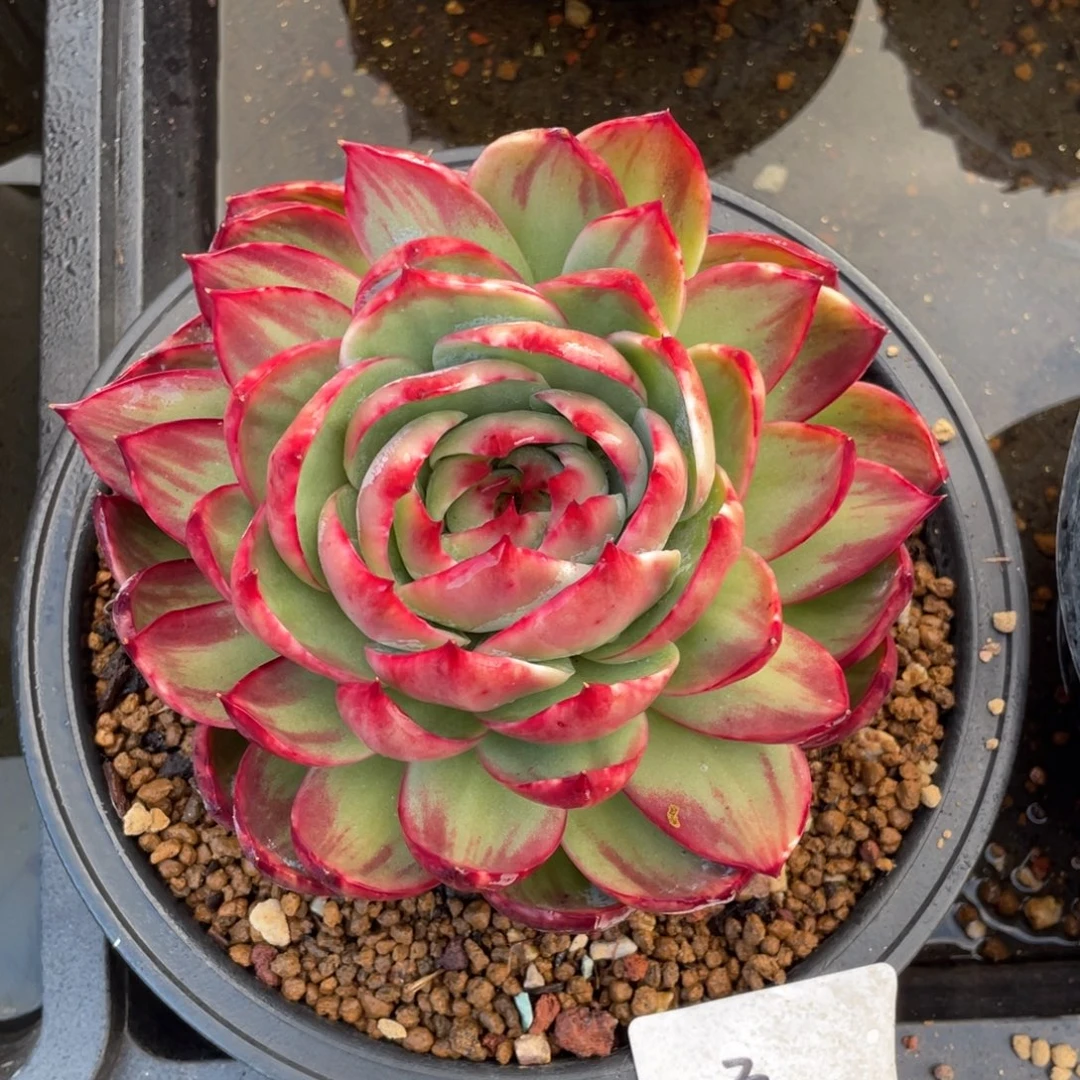 惊鸿仙子冠服16左右