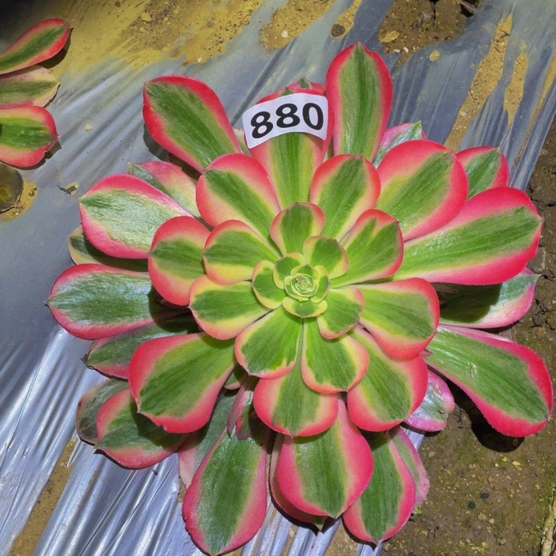 花样年华的日子里880