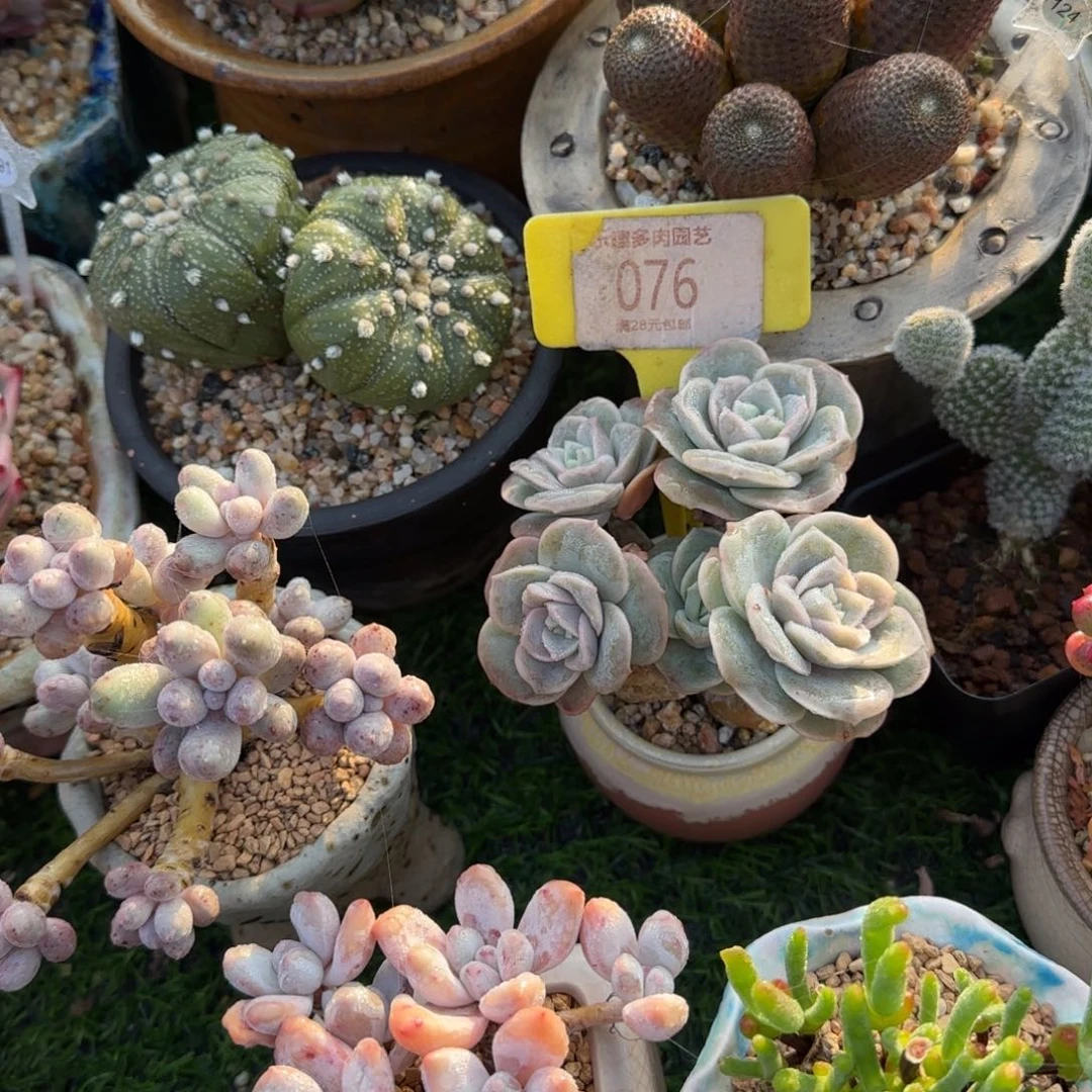 雷***敏多肉植物可爱玫瑰求生