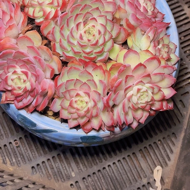 青***室一个人不容易吧哈哈很开心我