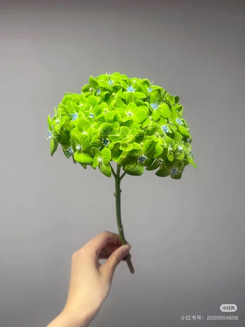 【绣球】哥伦比亚绿 任拍绣球三单包顺丰快递鲜切花一支装家居花店