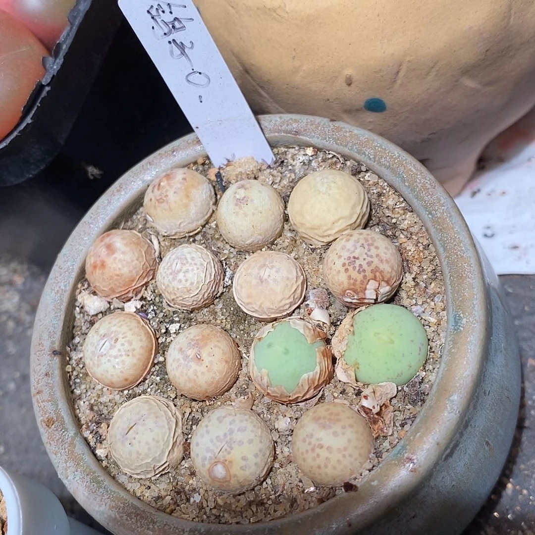 鸽子蛋一颗。  一厘米左右。