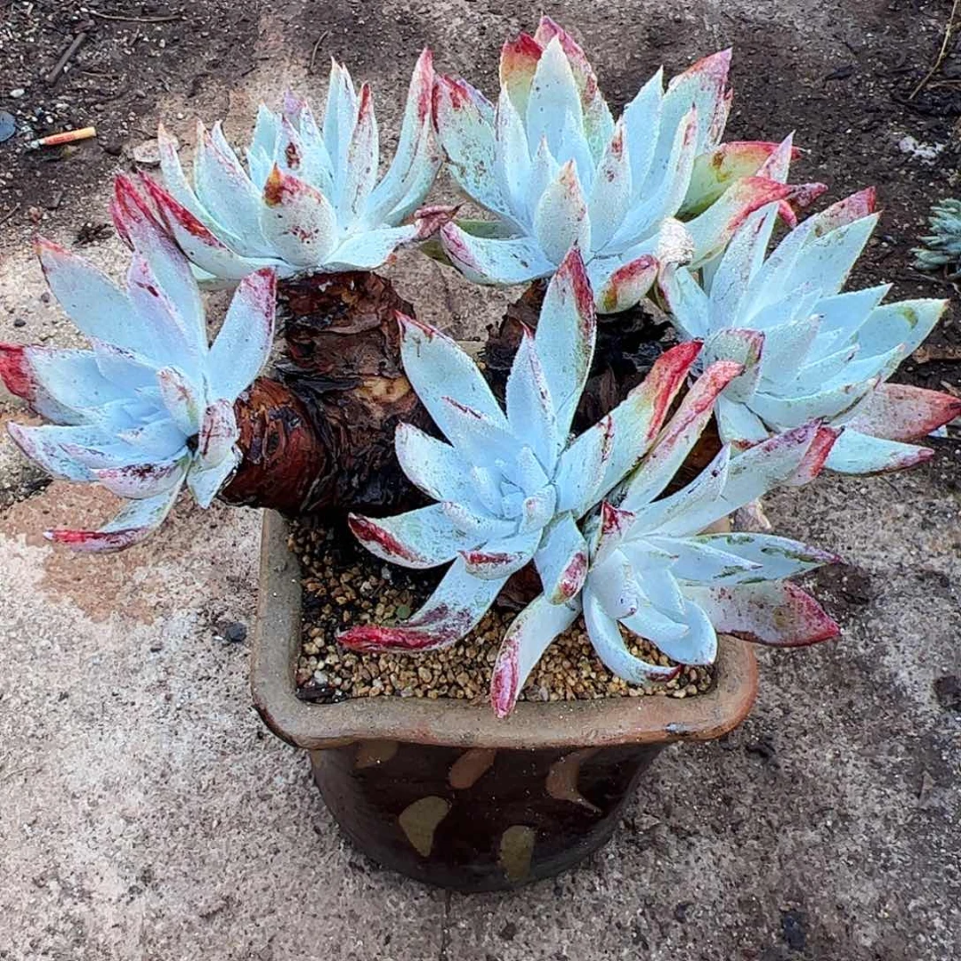 4489流丹雪山仙女