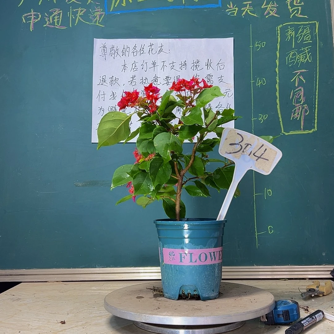 当前无花栽培后可以开花 重瓣红  304