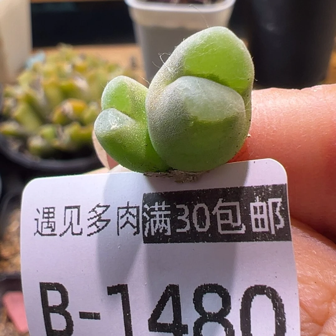多肉植物111111111111