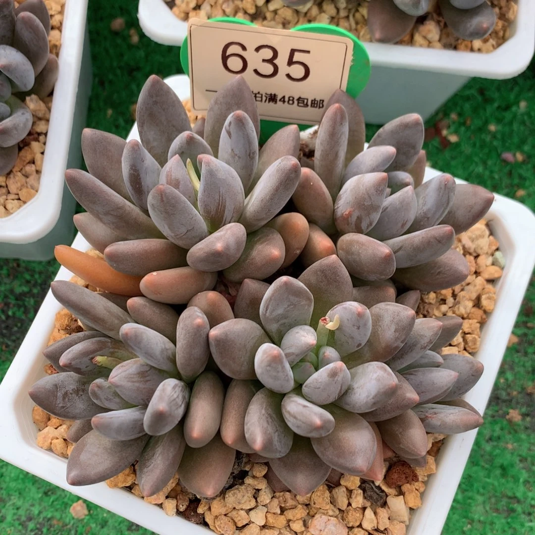 黑加仑无砍平头635