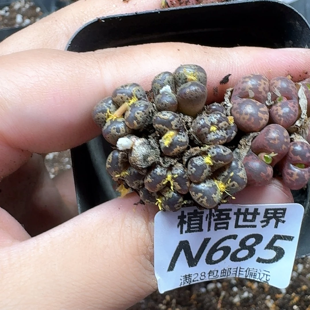 多肉植物的润泽需