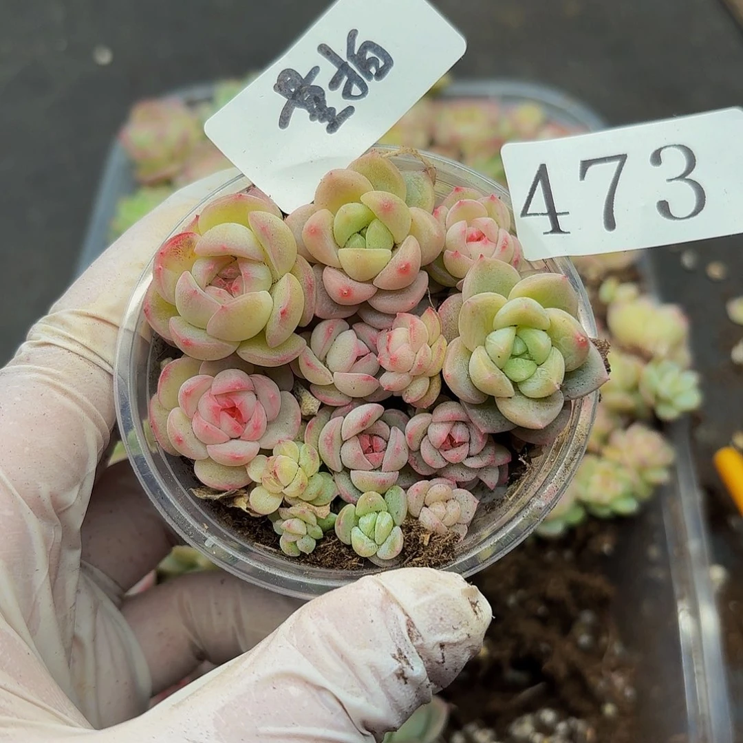 多肉植物多肉植物473量拍