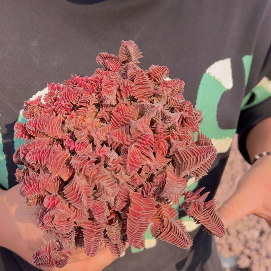 茜之塔整桩整群带盆土