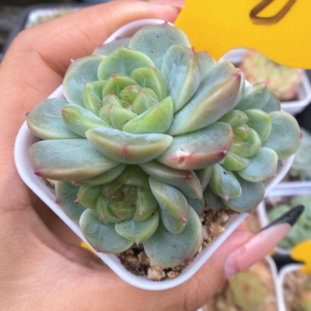 荔枝甜心群生240号。