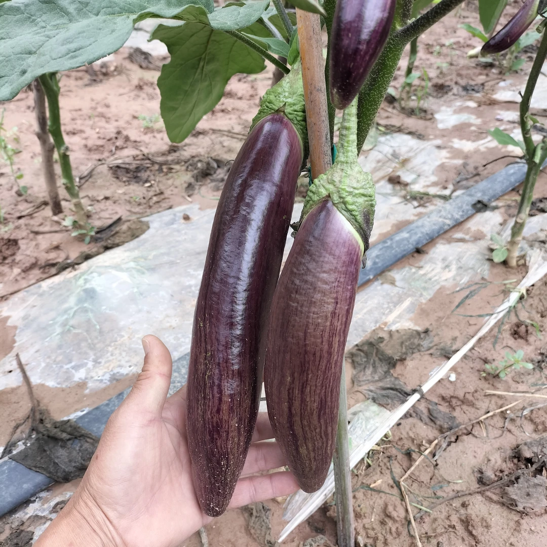 湖北露天种植老品种面包茄竹丝茄现摘现发