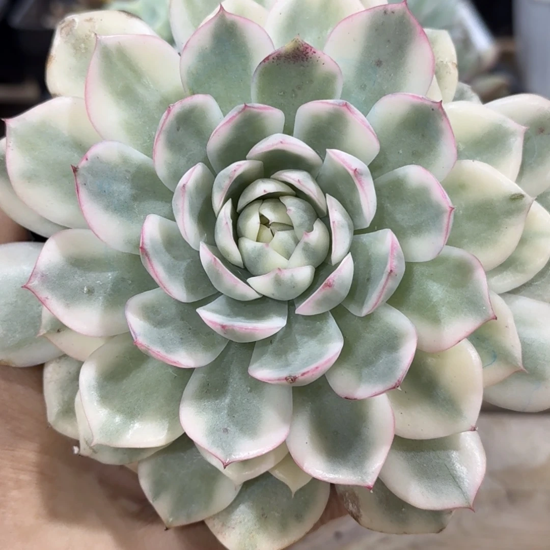 粉水晶 安吉园艺锦