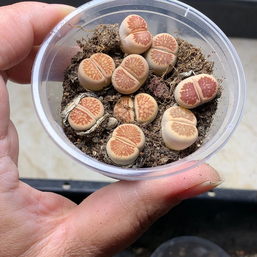 K53多肉植物保护研究所