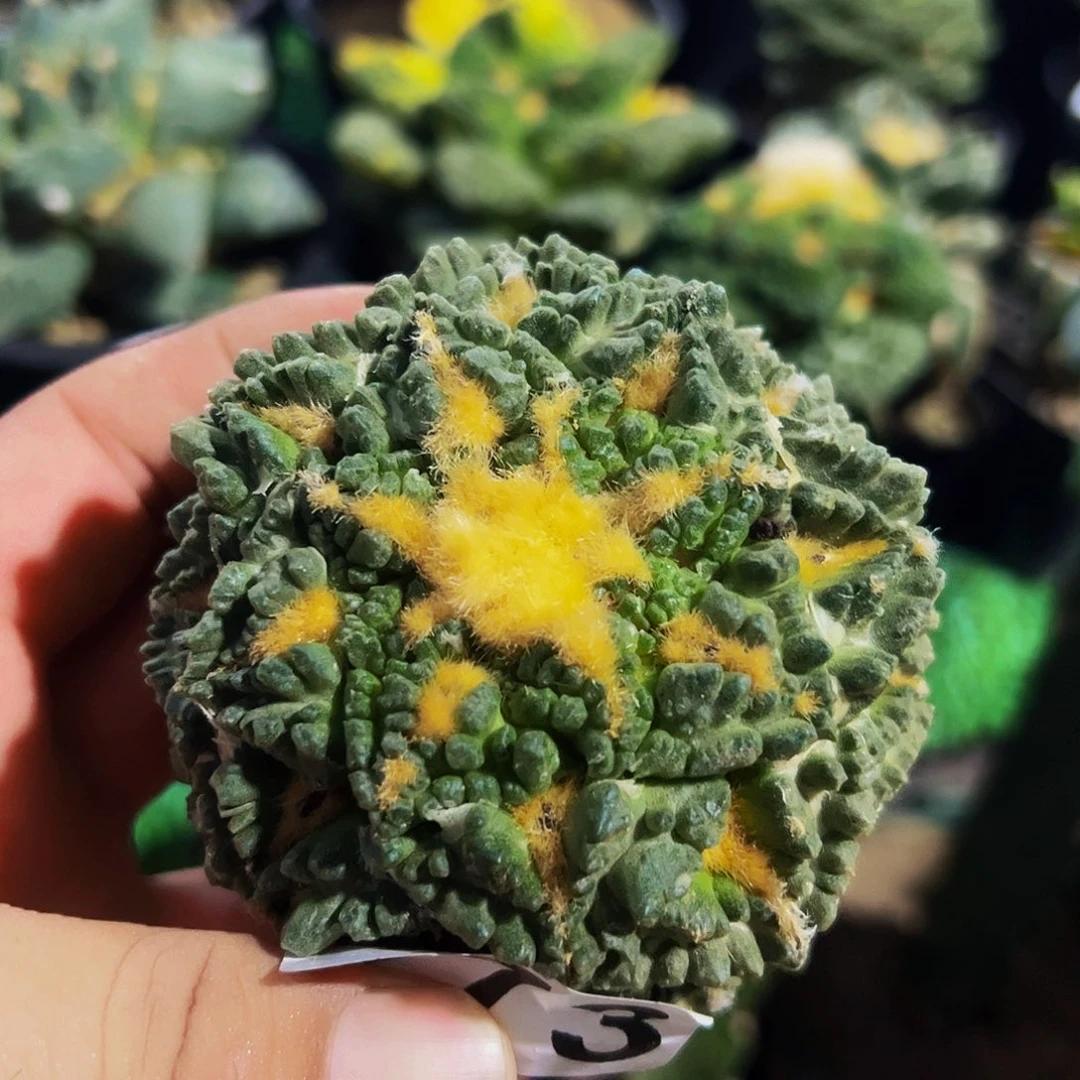 无花朵福利老龟甲牡丹273