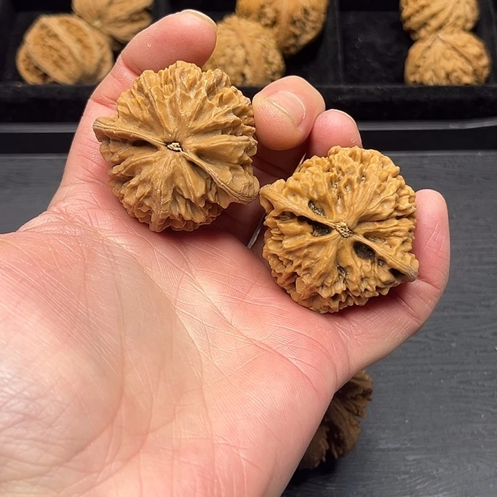 三***省核桃秦岭突突突突突突突