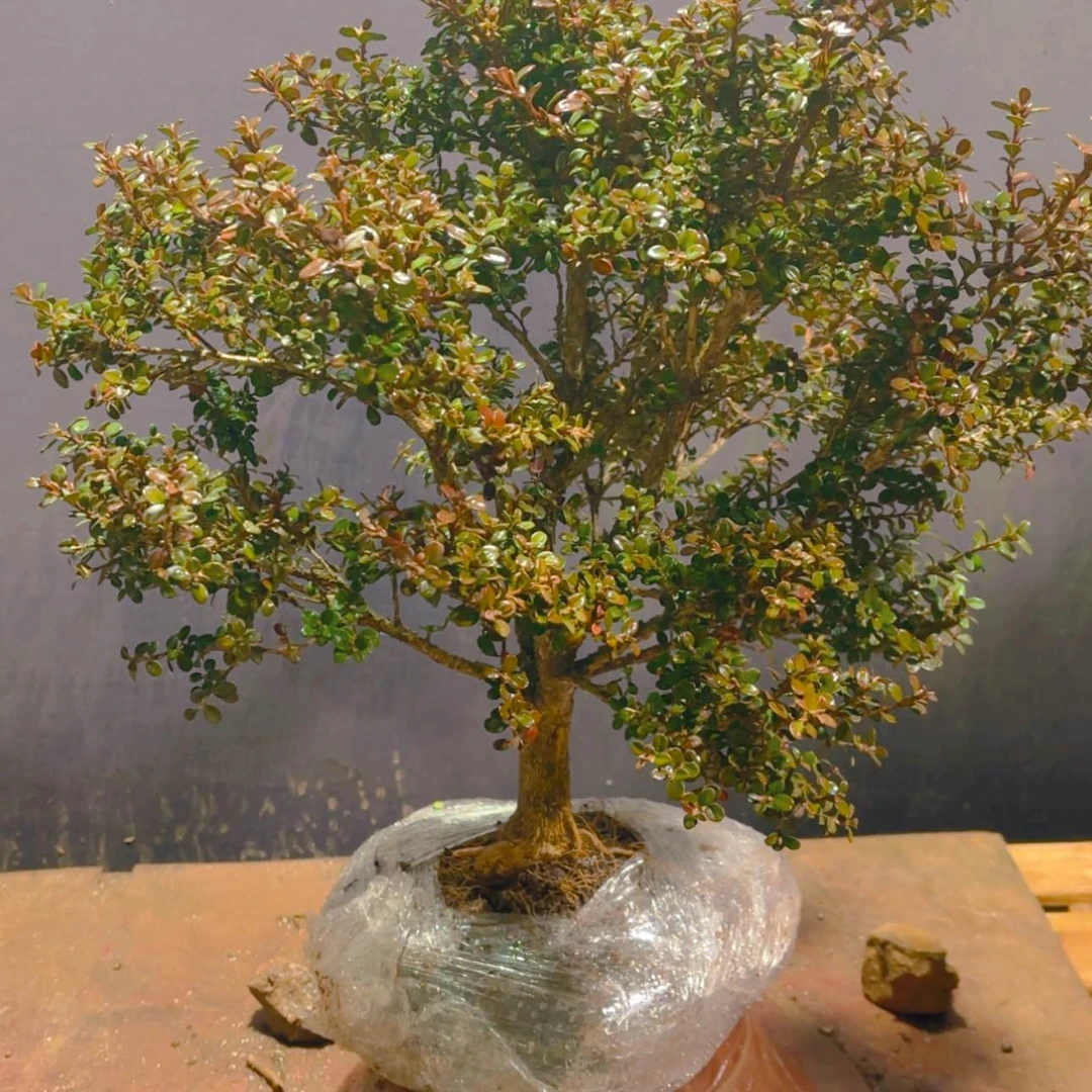 【闪购商品】完全开放