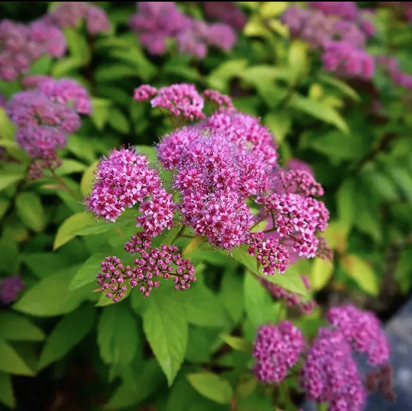 阳台花园植物粉花绣线菊棒棒糖树型耐寒耐热花期长