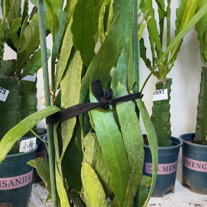 当前无花栽培后可以开花913