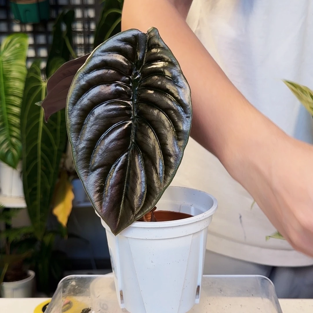 不开花植物S78  黑桐海芋