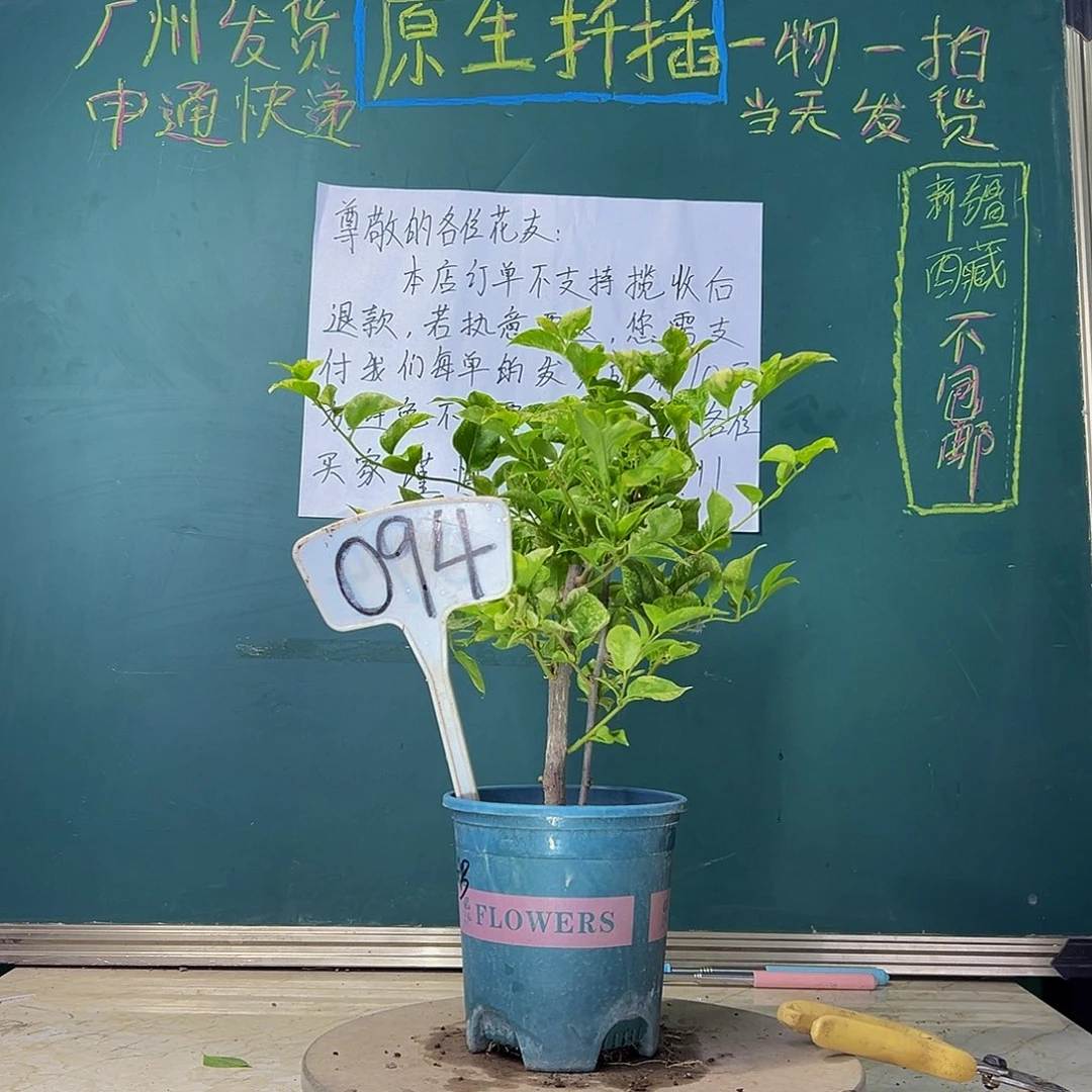 当前无花栽培后可以开花  福利  斑叶米罗 粗杆➕细杆094