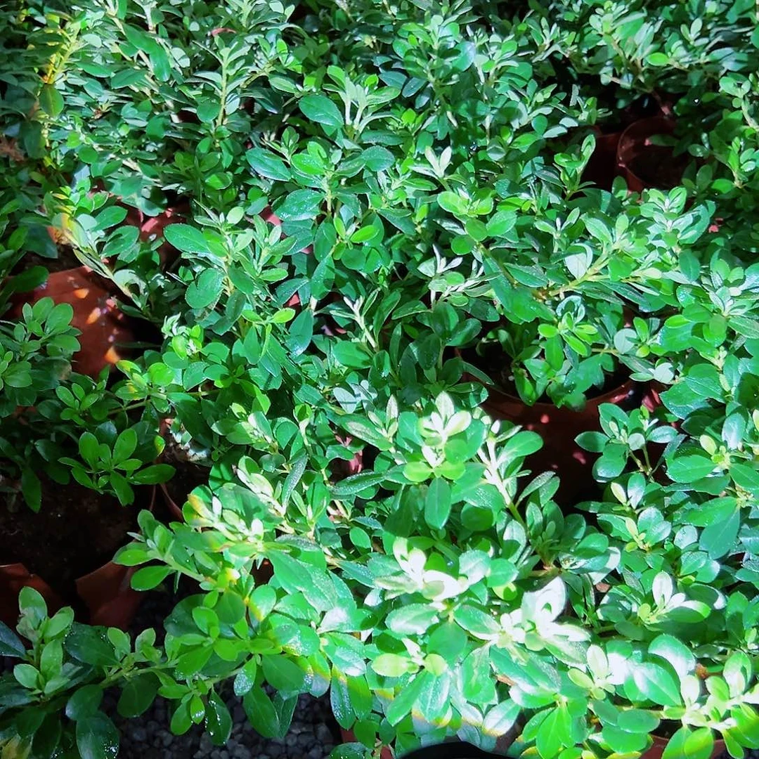 无花朵盆景皋月杜鹃保祤惠