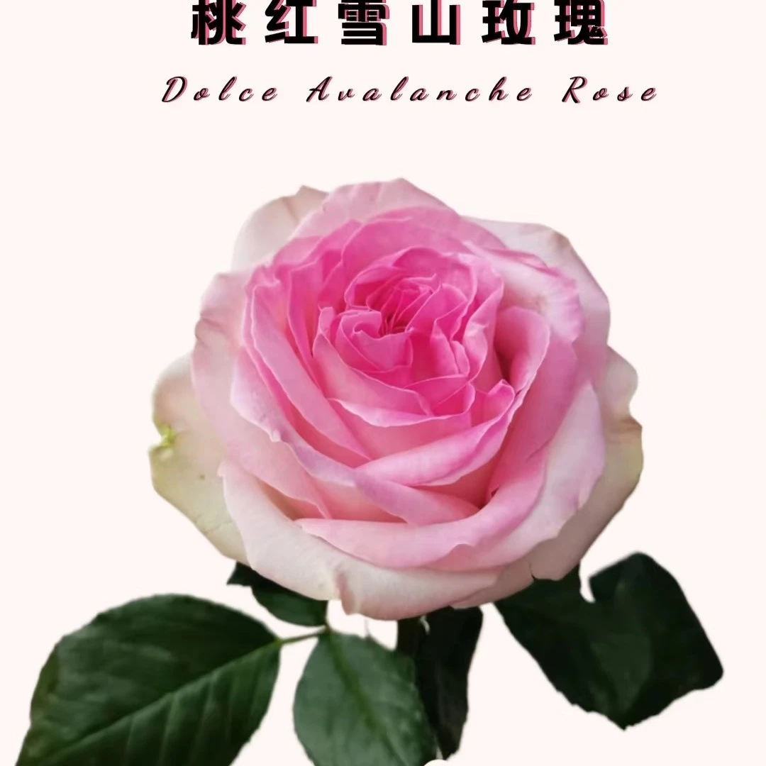 桃红雪山玫瑰   居家办公优选《东北基地发货》