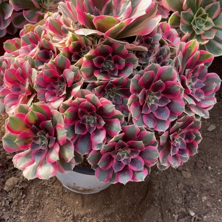 无花朵473多肉植物粉女郎