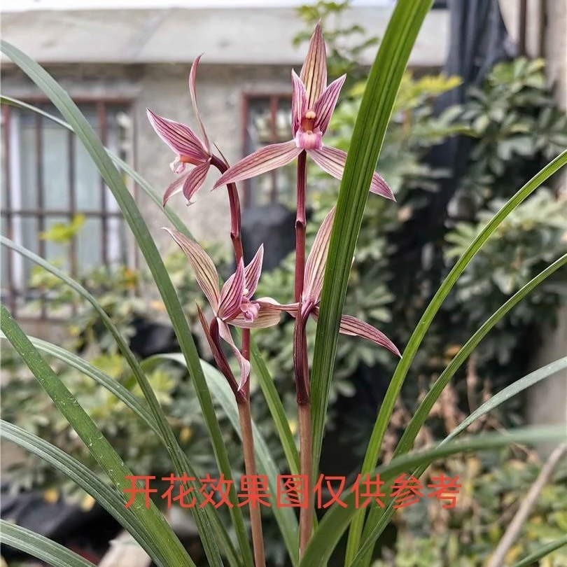 春剑【紫云素】3苗带花芽 带高脚杯栽种好