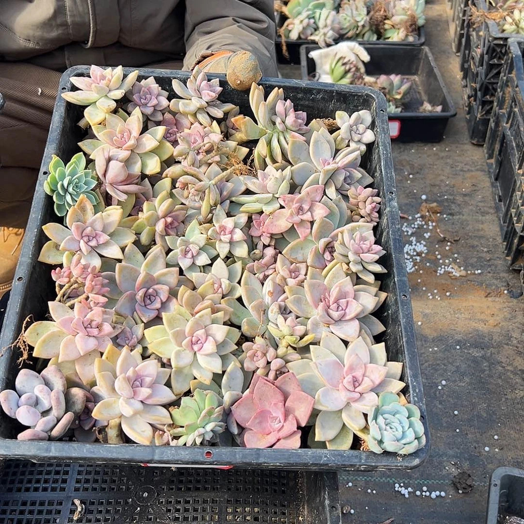 淡雪和其他砍头混装一箱40到50个