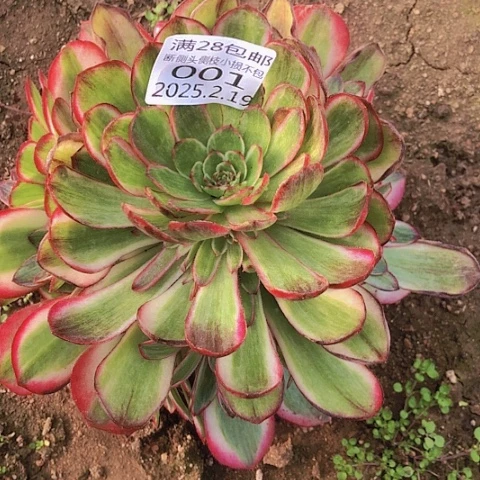 ?**?2.19-1倾城变异多肉植物