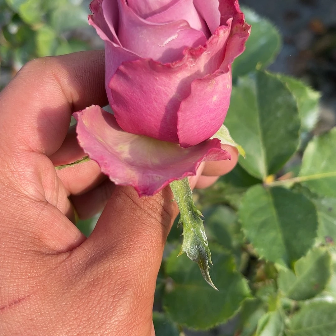 无花朵———戈维达 福利款