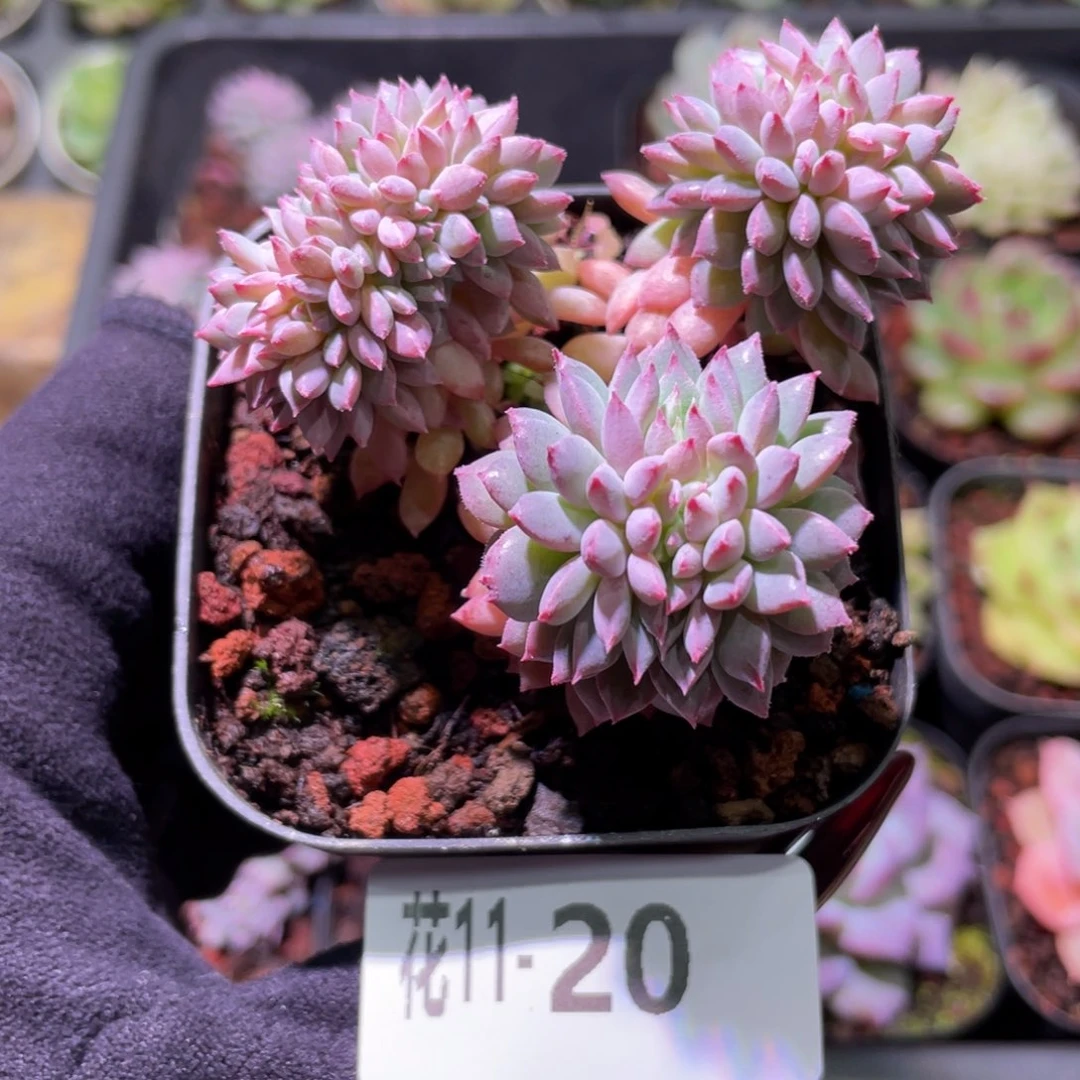花利美11-20莱恩小精灵缀化