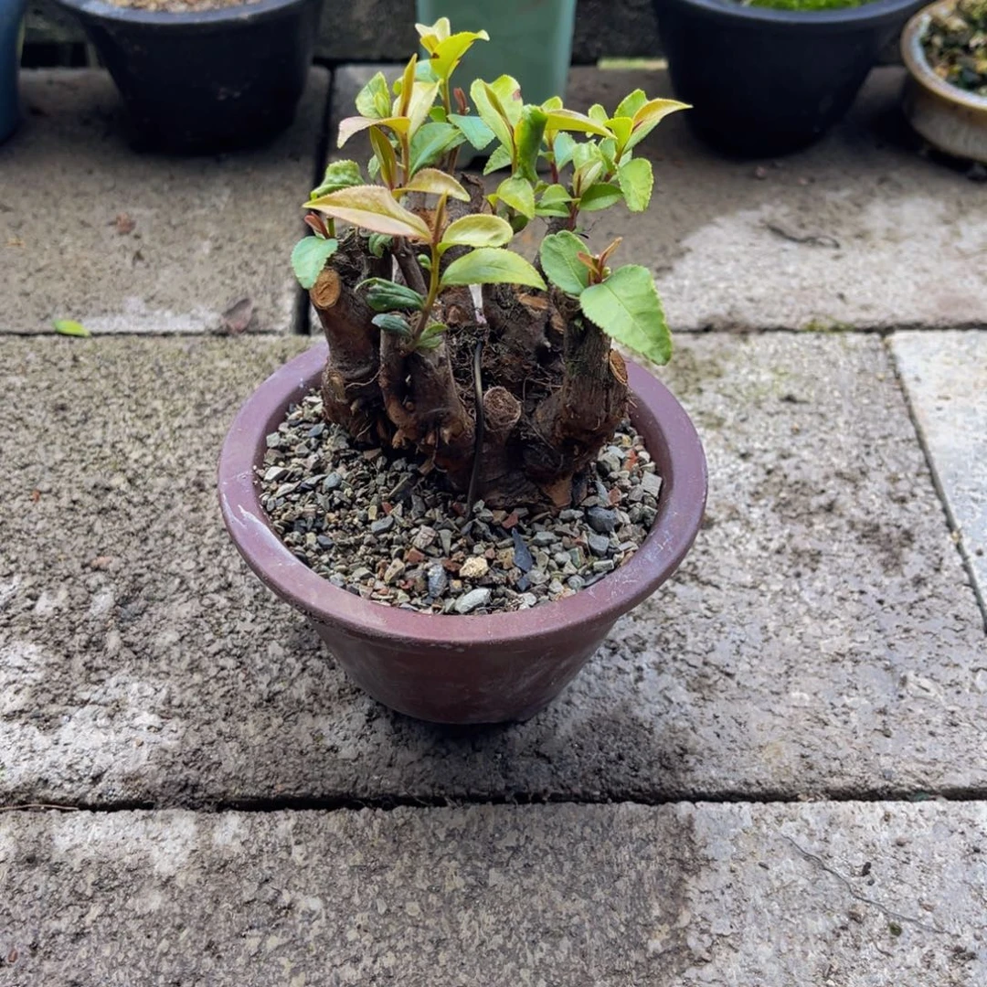 当前无花栽培后可以开花
