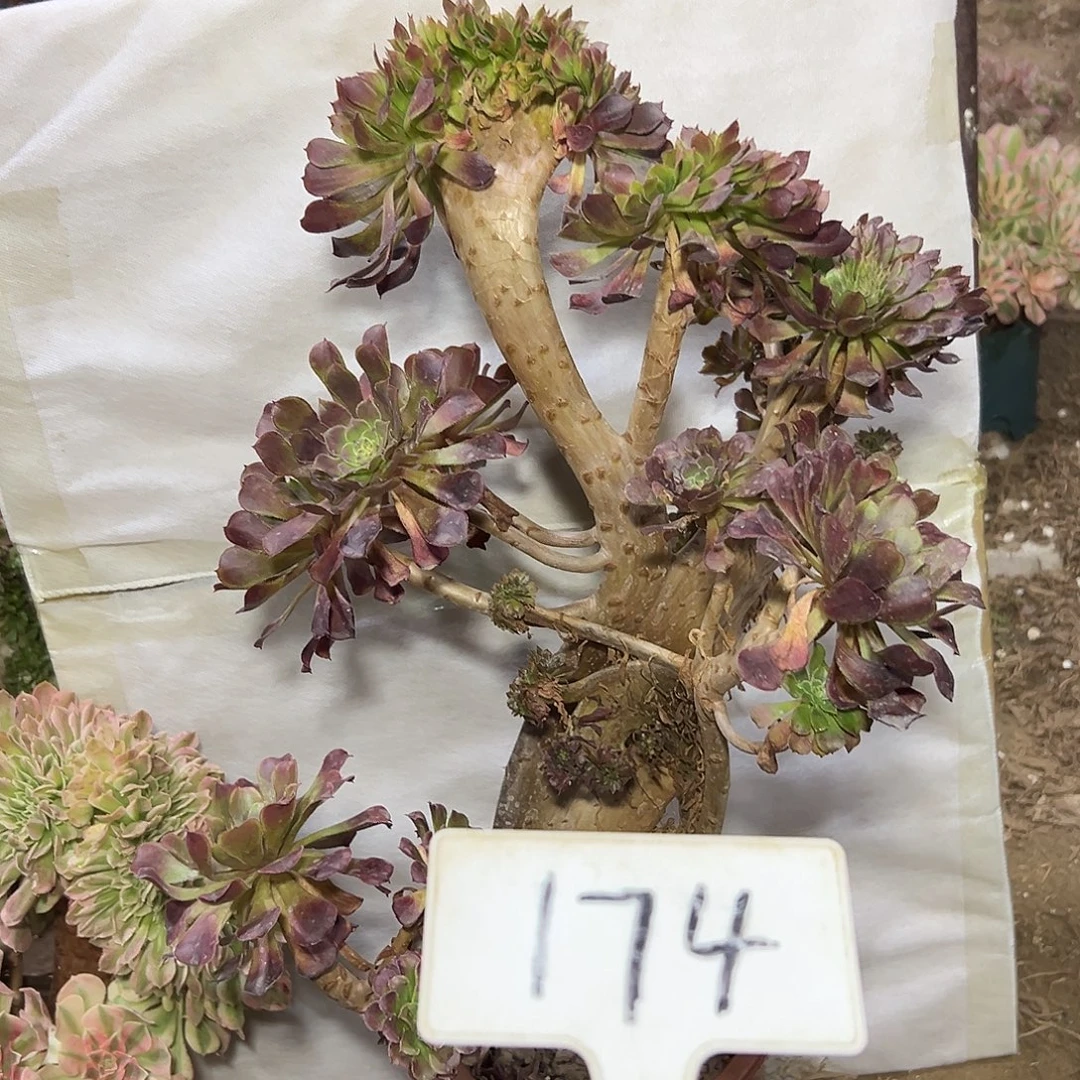 多肉植物铜壶缀缀花174